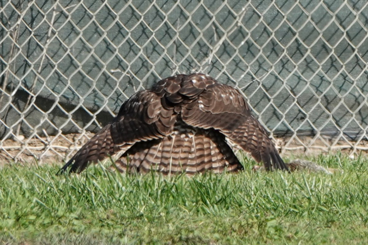 Red-tailed Hawk - ML646336704