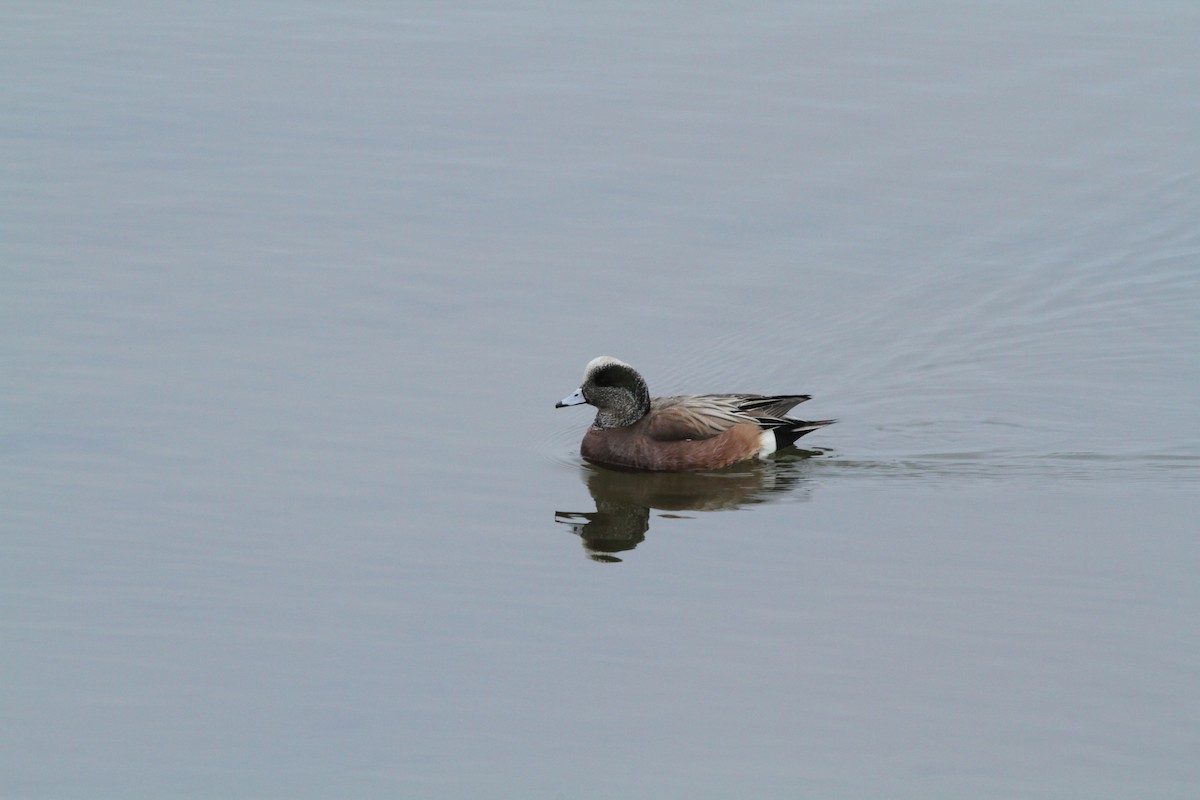 American Wigeon - ML646336705