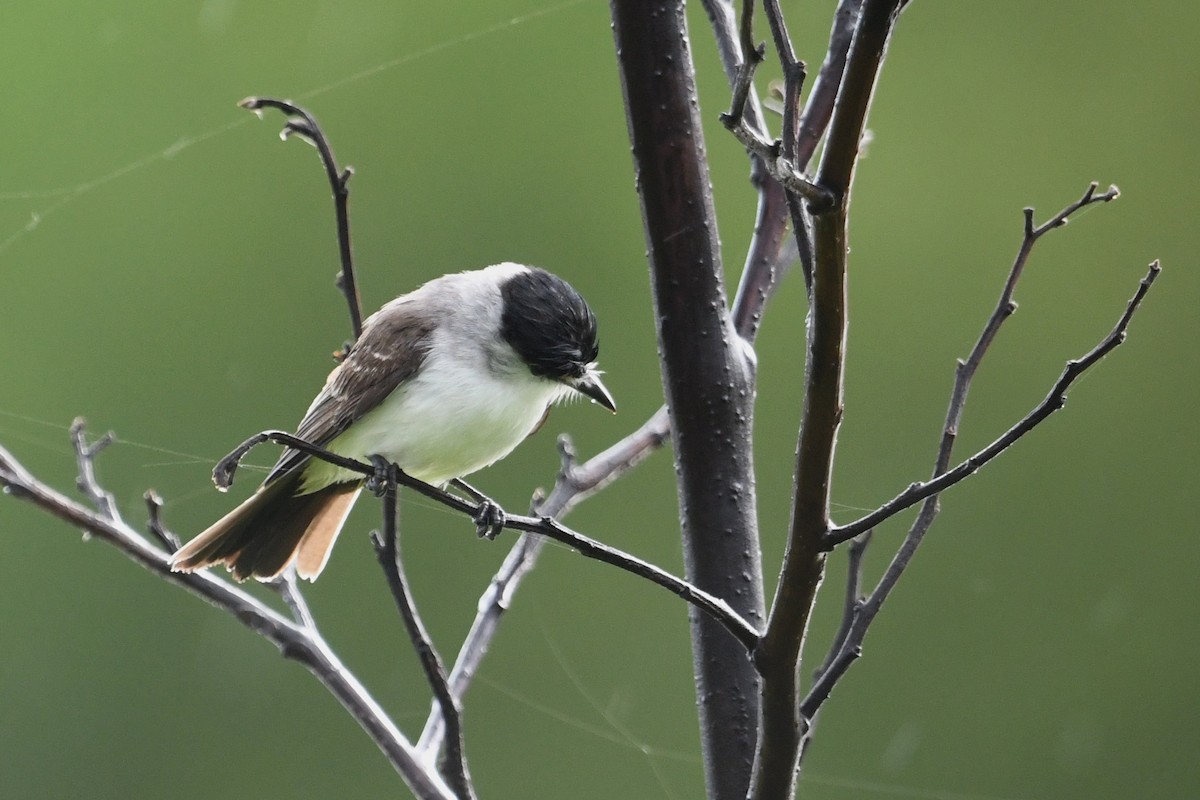 White-naped Xenopsaris - ML646336706