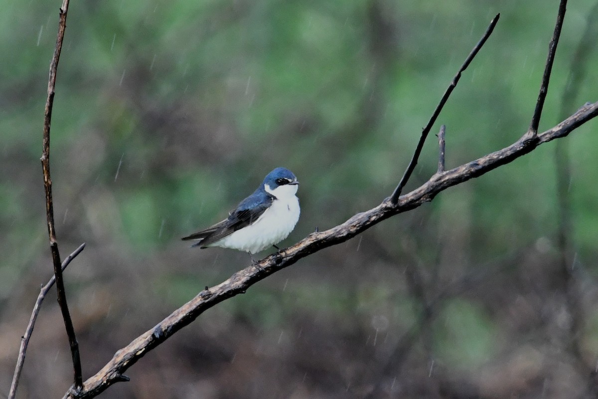 vlaštovka bělokostřecová - ML646336710