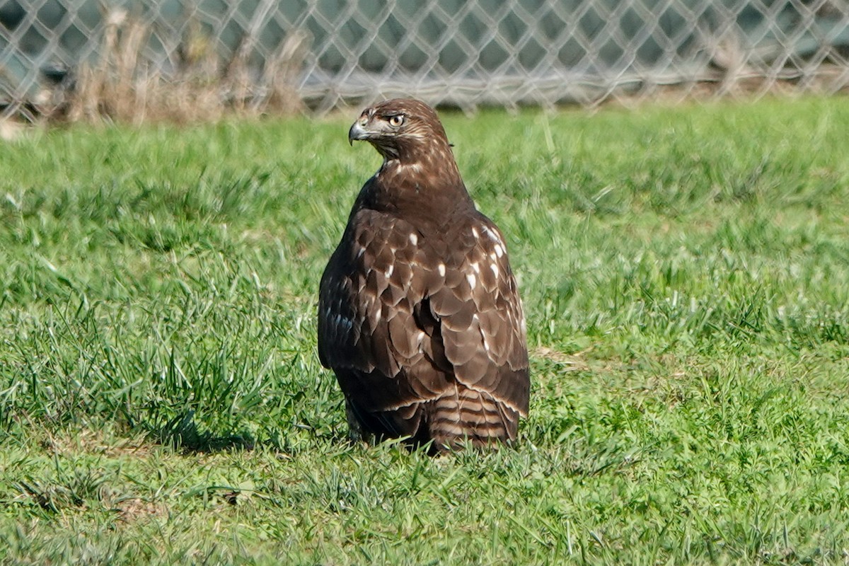 Red-tailed Hawk - ML646336711