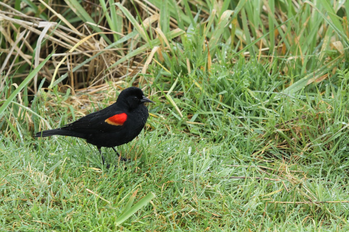 Red-winged Blackbird - ML646336719