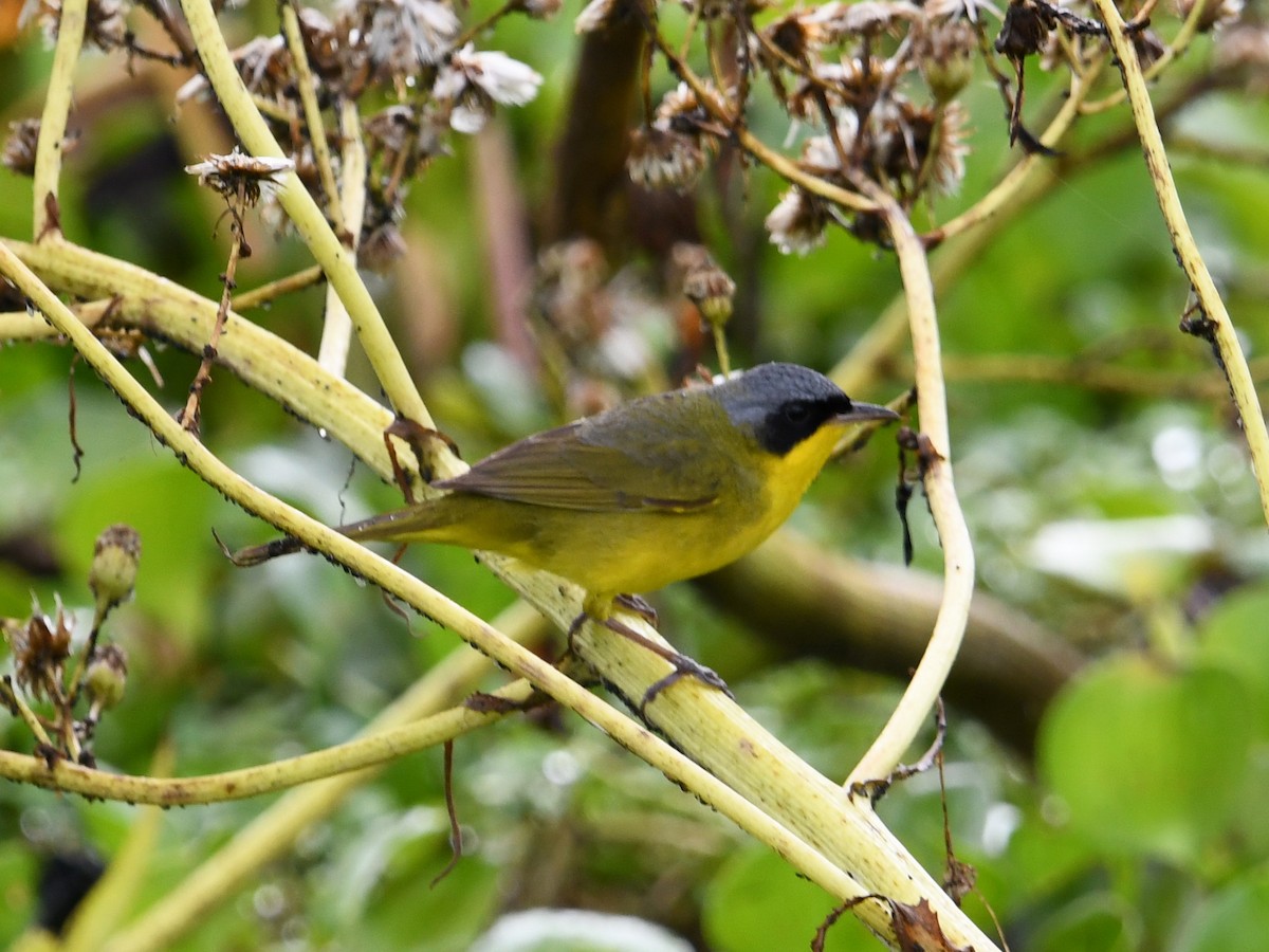 Жовтогорлик східний - ML646336722