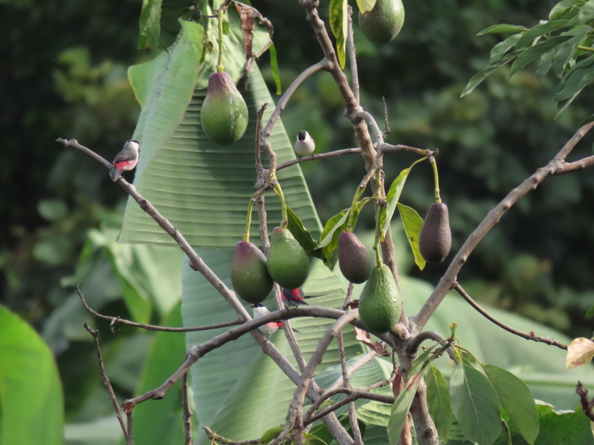 Black-crowned Waxbill - ML646336723