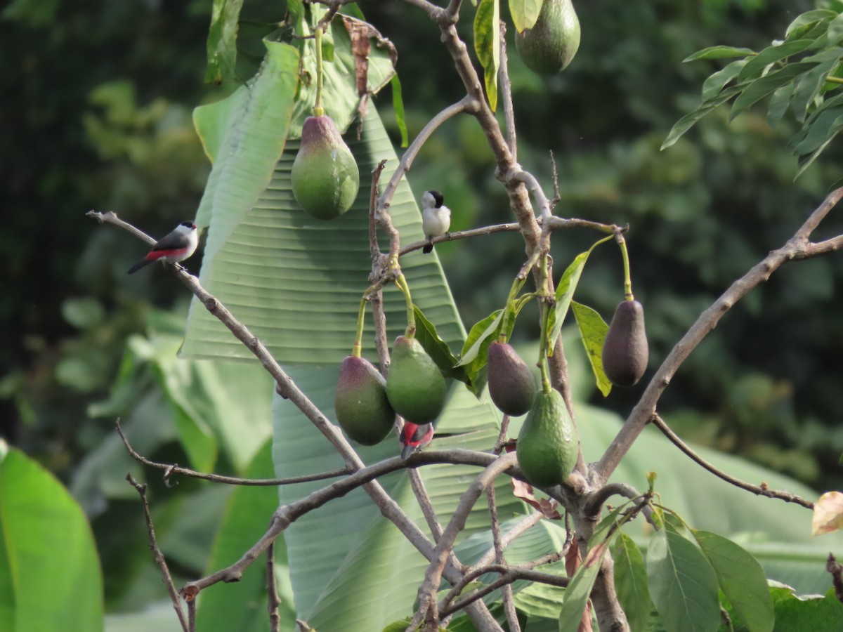 Black-crowned Waxbill - ML646336724