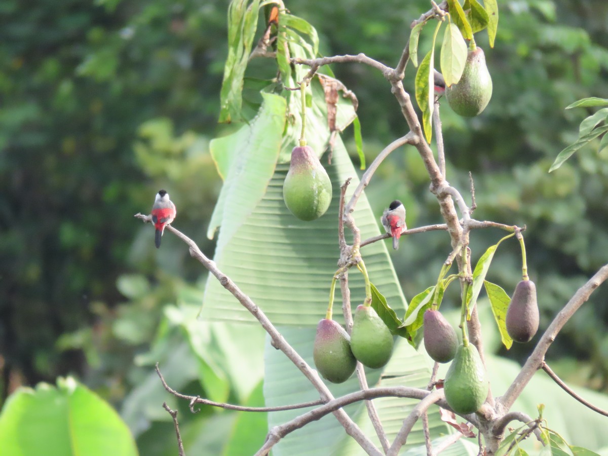 Black-crowned Waxbill - ML646336725