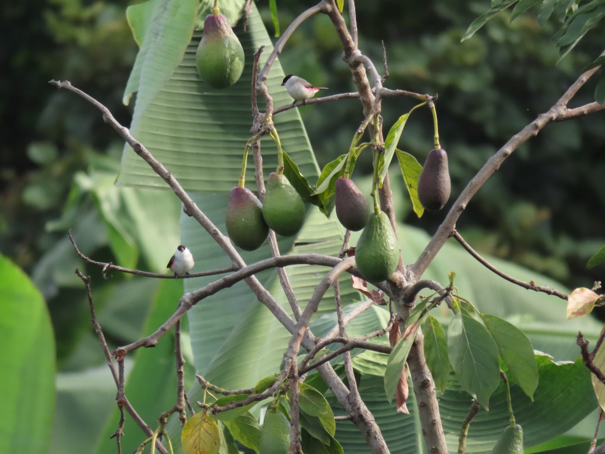 Black-crowned Waxbill - ML646336726