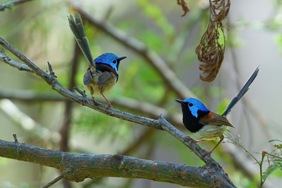 Variegated Fairywren - ML646336727