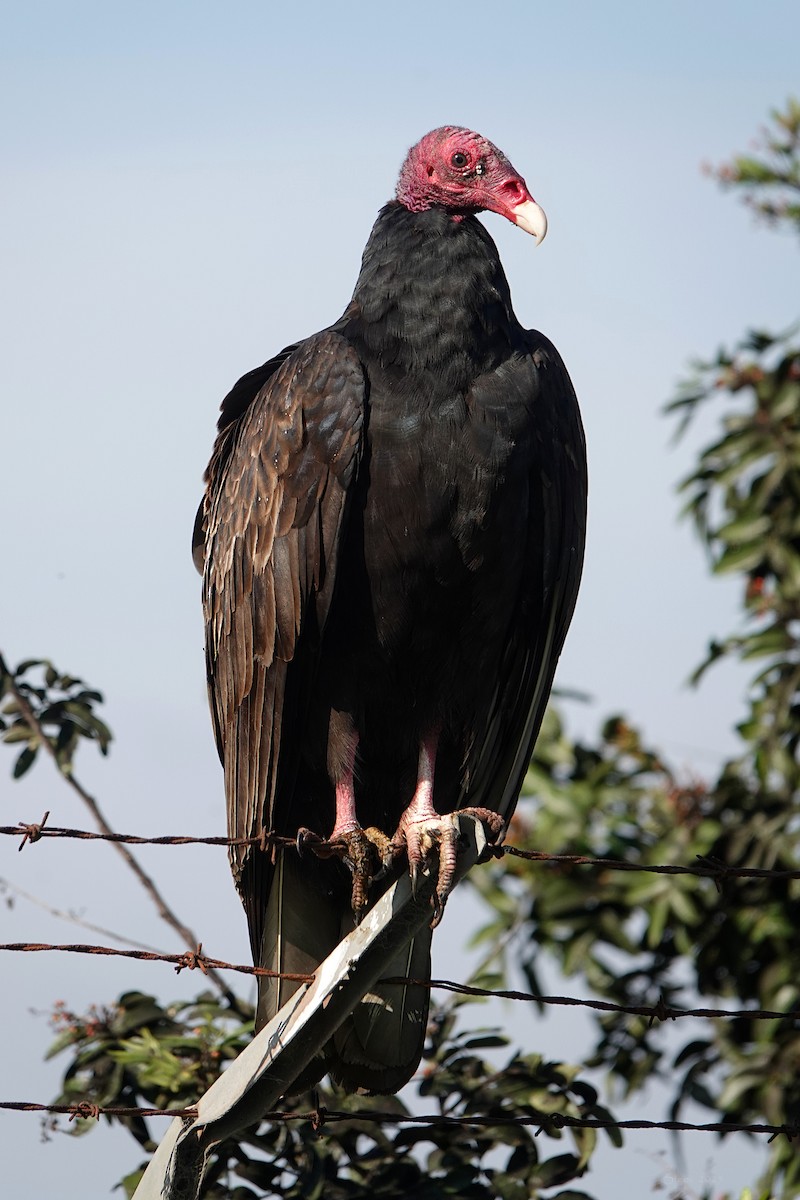 Turkey Vulture - ML646336728