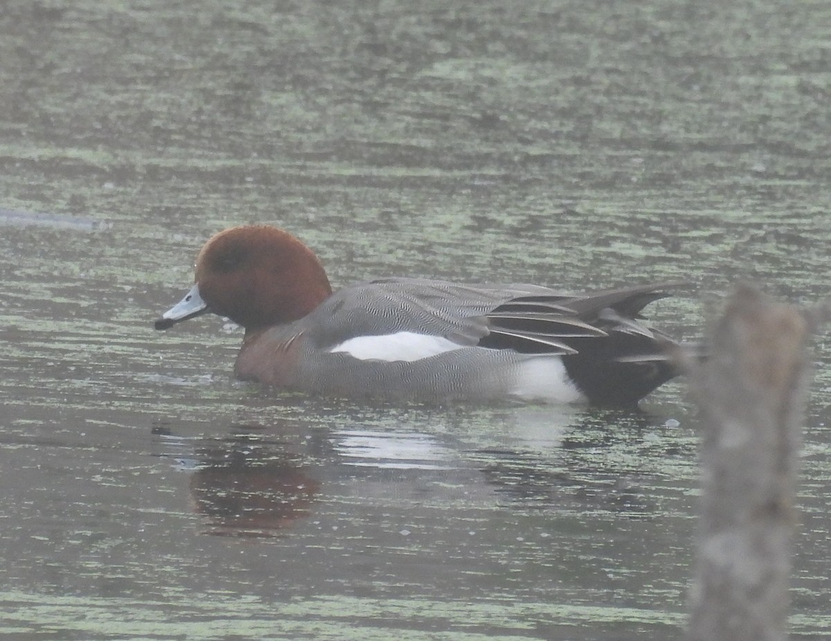 Eurasian Wigeon - ML646336729