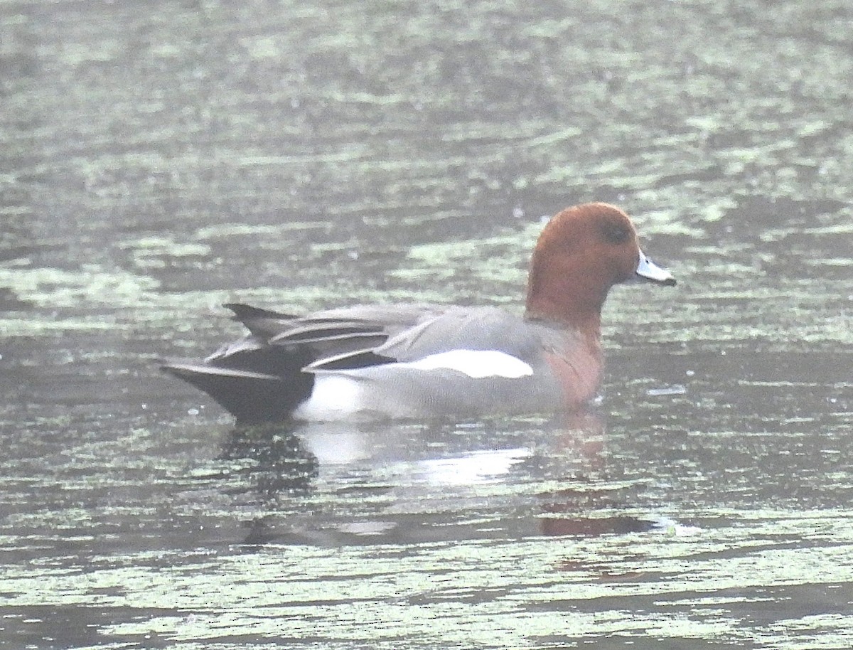 Eurasian Wigeon - ML646336730