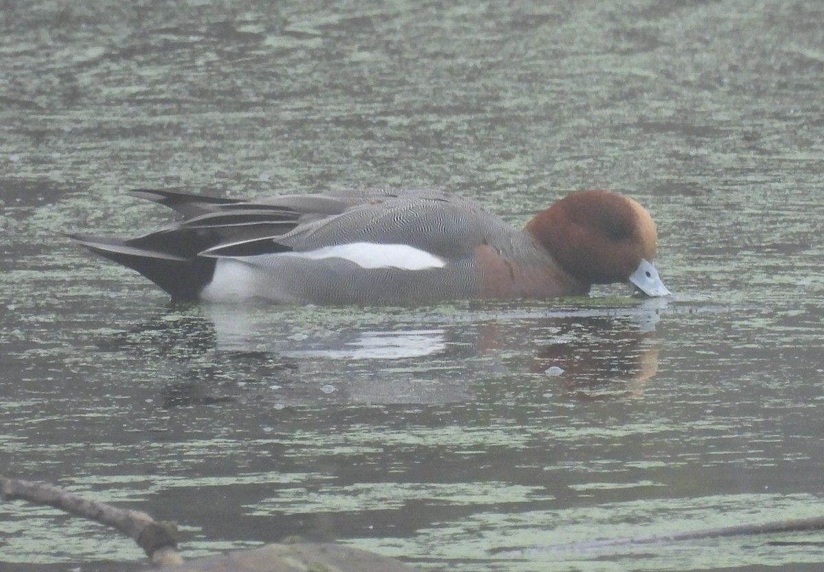 Eurasian Wigeon - ML646336731