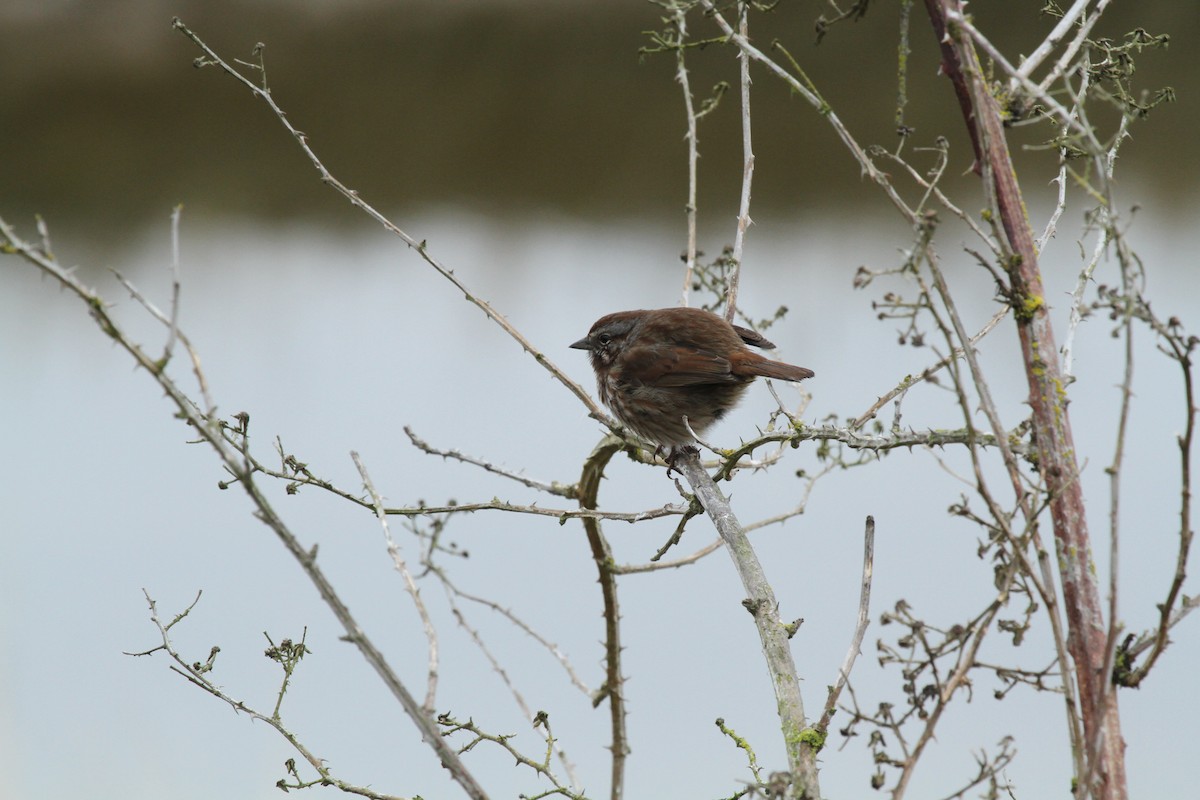 Song Sparrow - ML646336733