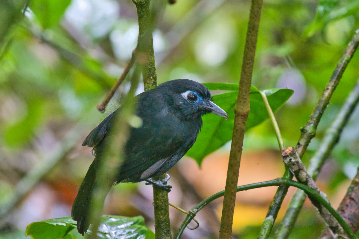 Zeledon's Antbird - ML646336734