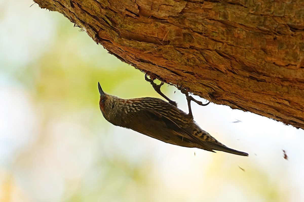 Red-browed Treecreeper - ML646336735