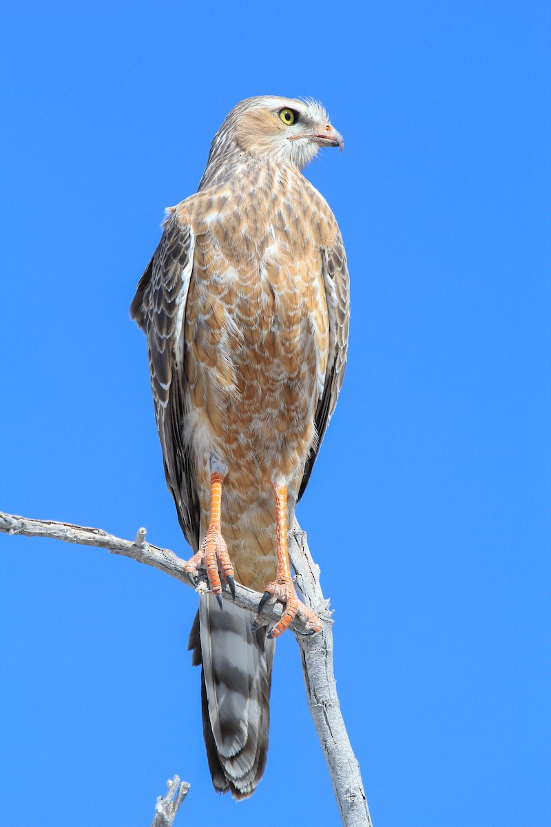 Pale Chanting-Goshawk - ML646336736