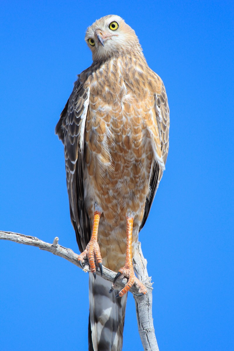 Pale Chanting-Goshawk - ML646336737