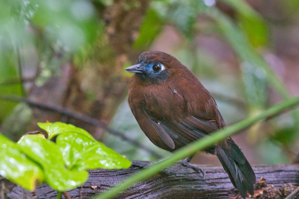 Zeledon's Antbird - ML646336738