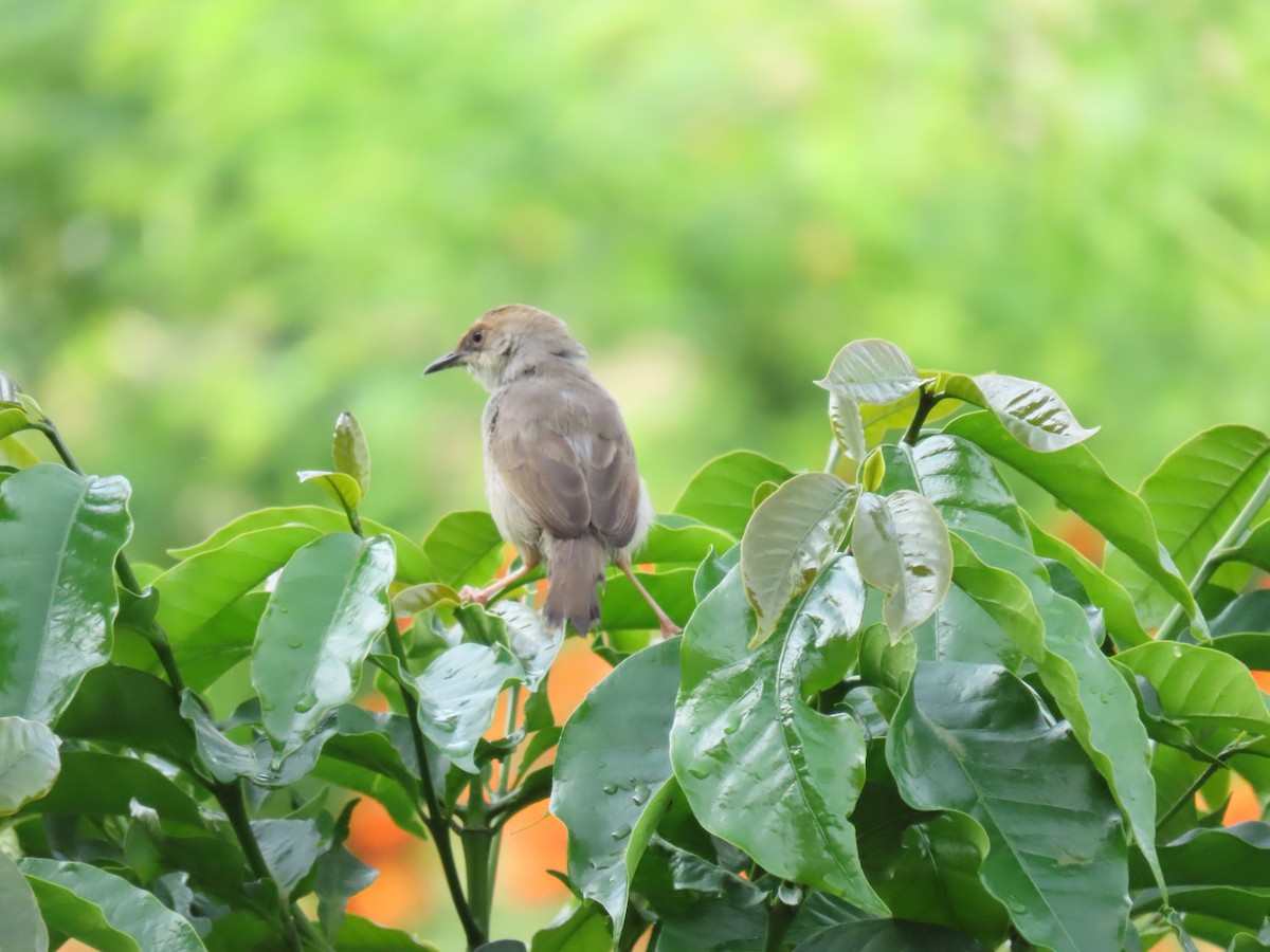 Chubb's Cisticola - ML646336739
