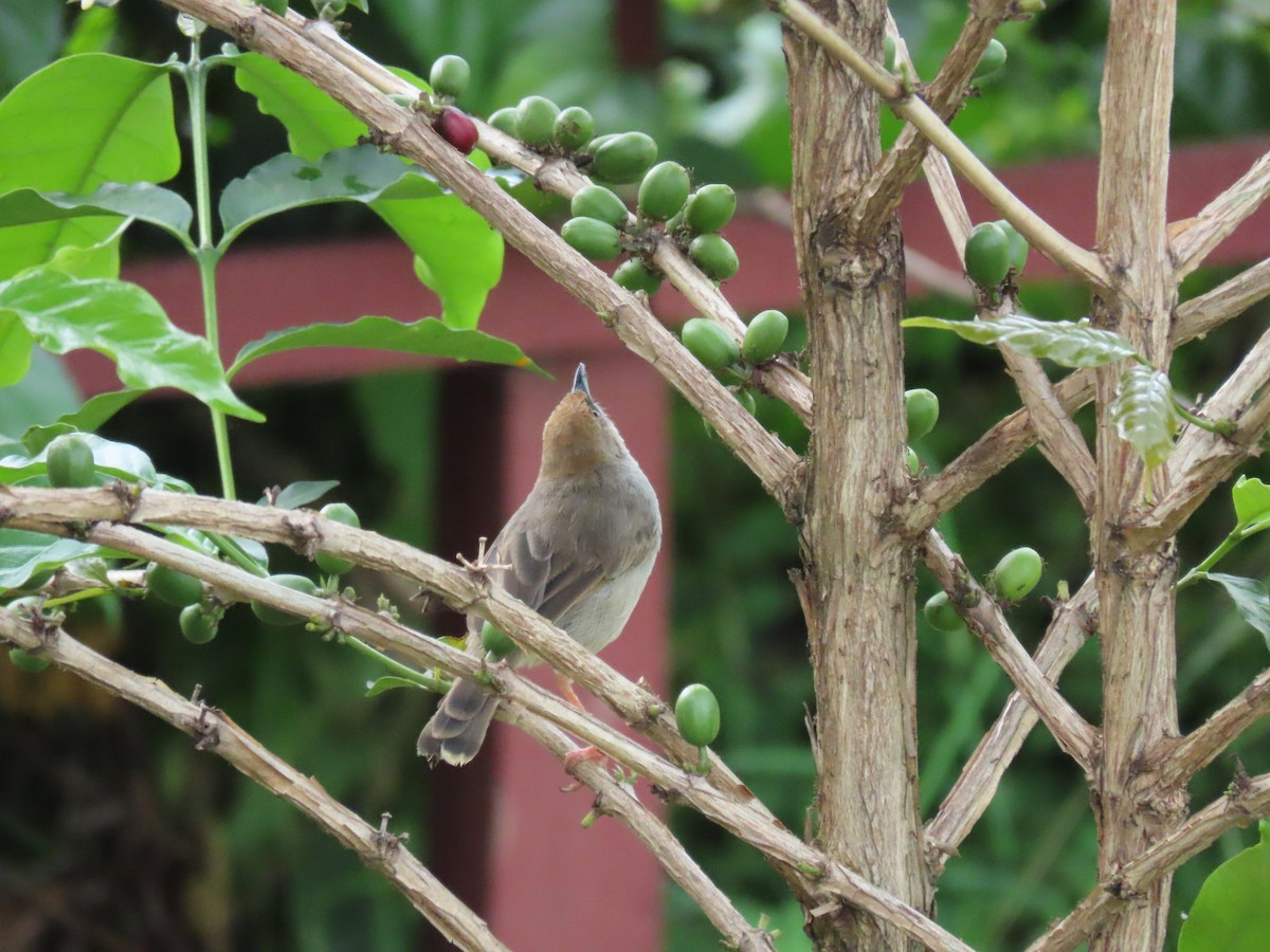 Chubb's Cisticola - ML646336740