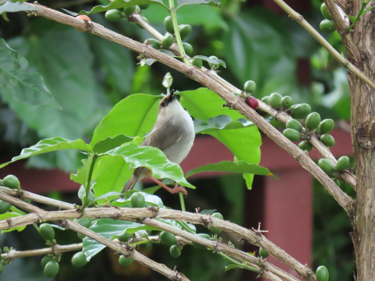 Chubb's Cisticola - ML646336741