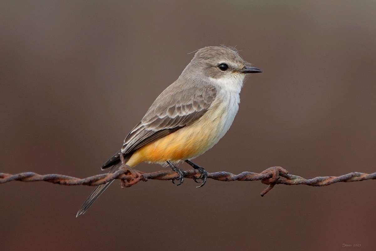 Vermilion Flycatcher - ML646336742