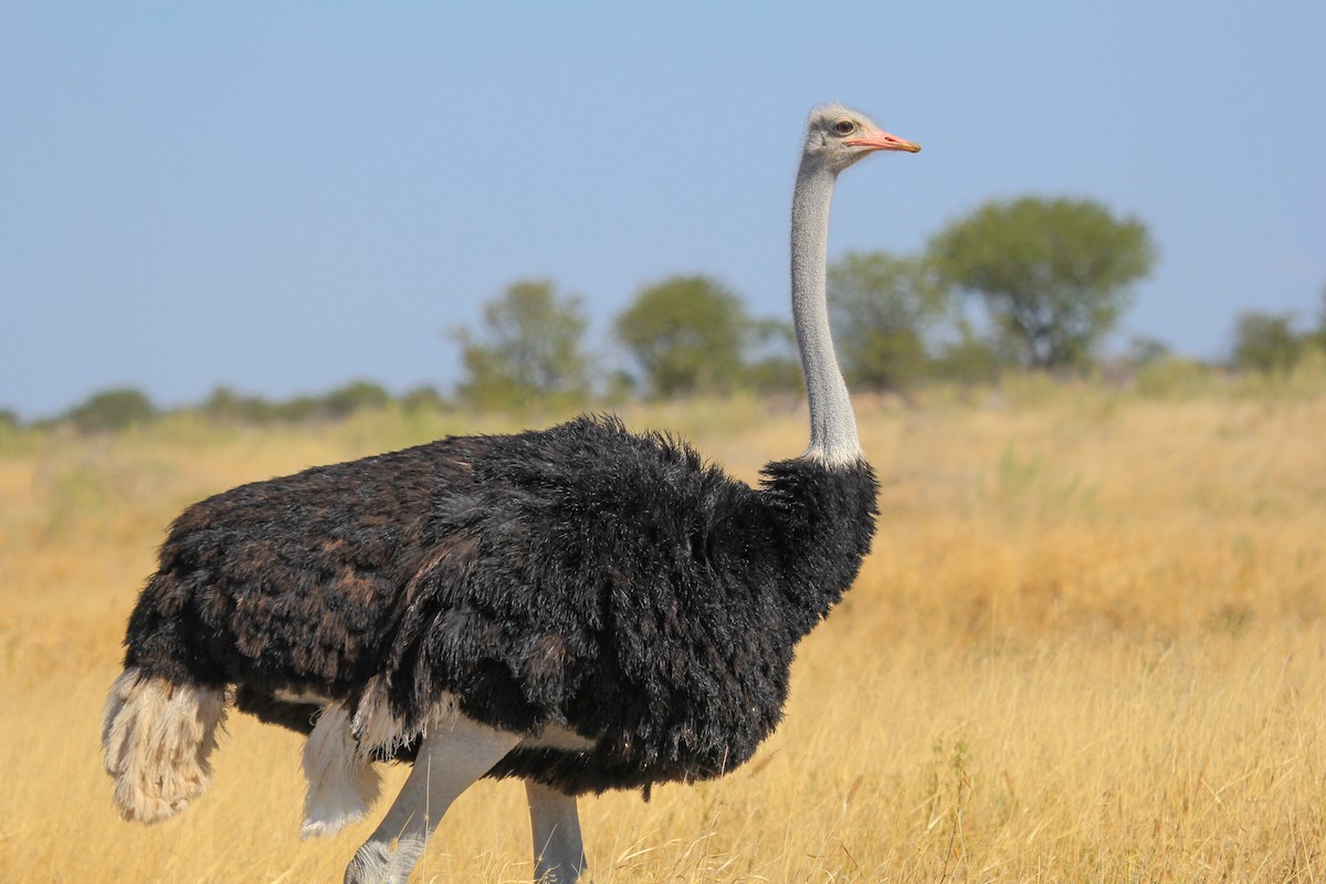 Common Ostrich - ML646336743