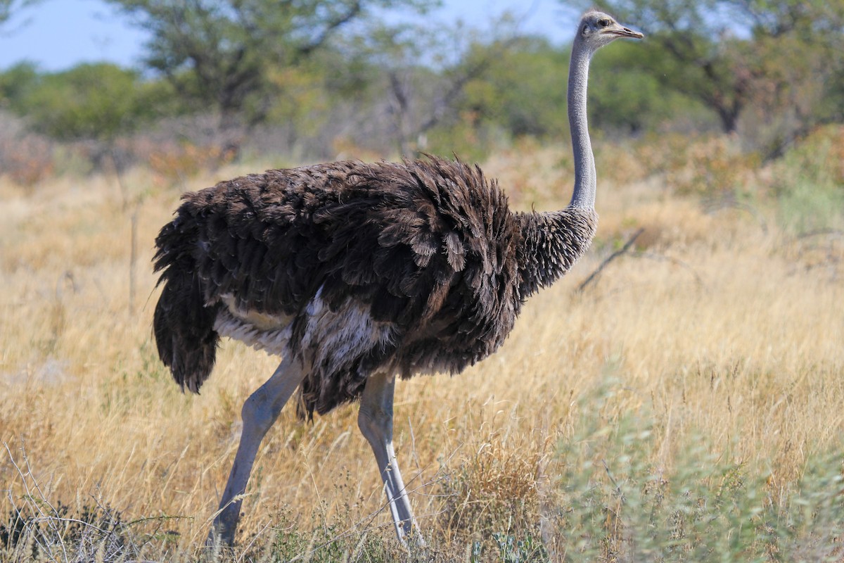 Common Ostrich - ML646336744