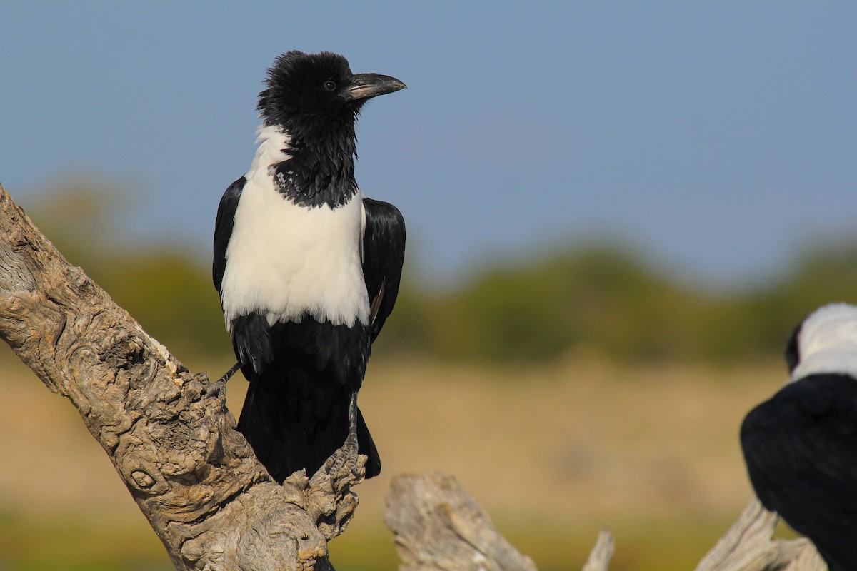 Pied Crow - ML646336746