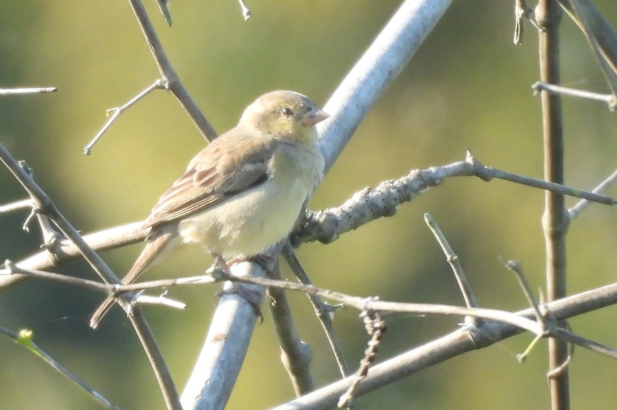 Plain-backed Sparrow - ML646336747