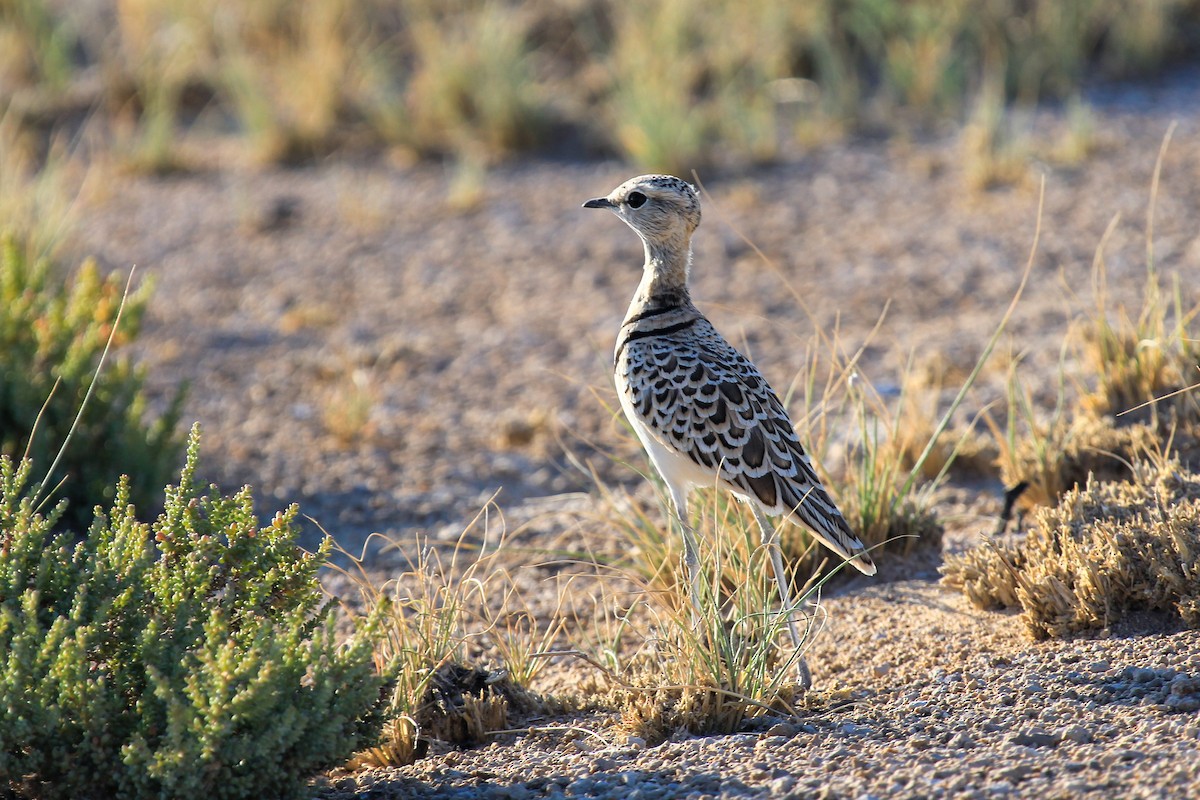 Double-banded Courser - ML646336748