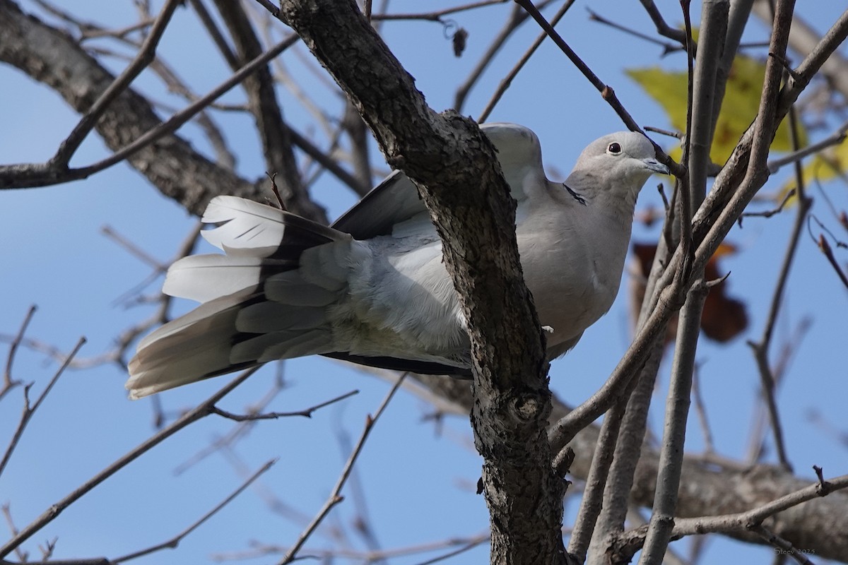 Eurasian Collared-Dove - ML646336749