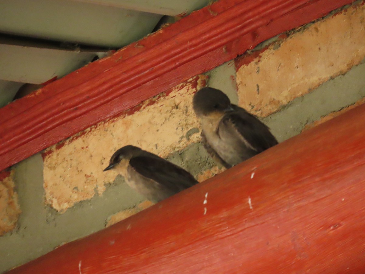 Plain Martin - ML646336750