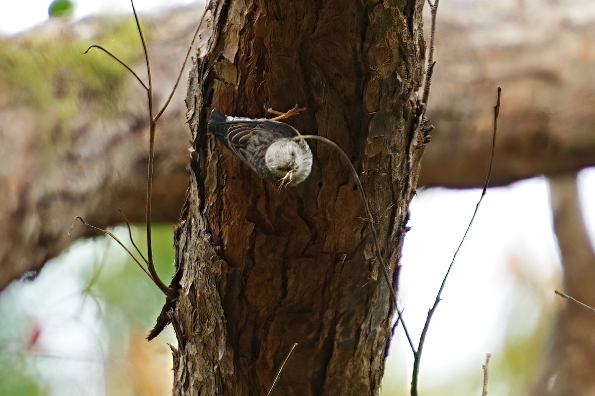 Varied Sittella (White-headed) - ML646336751