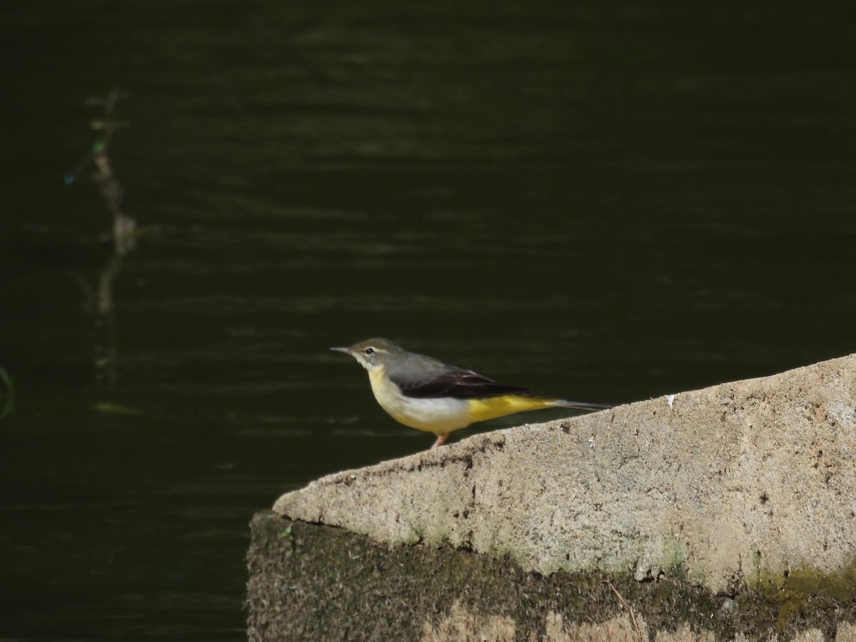 Dağ Kuyruksallayanı - ML646336754