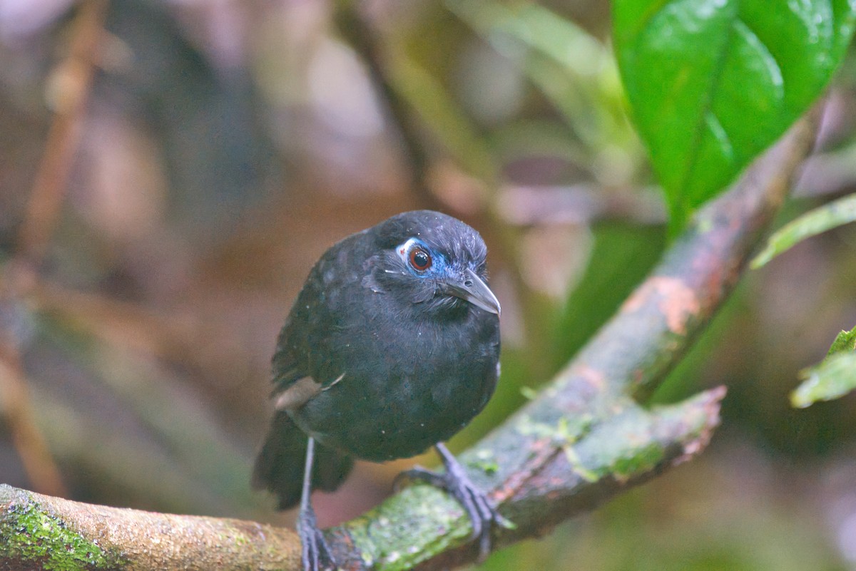Zeledon's Antbird - ML646336755