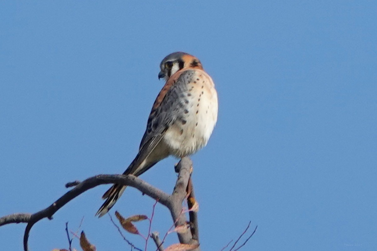 American Kestrel - ML646336756