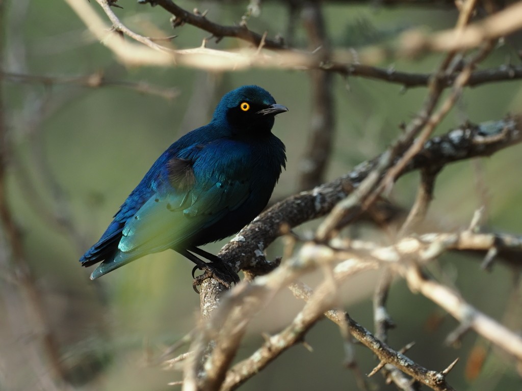 blåøreglansstær - ML646336766