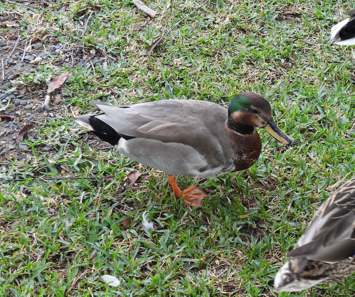 Canapiglia x Germano reale (ibrido) - ML646336767