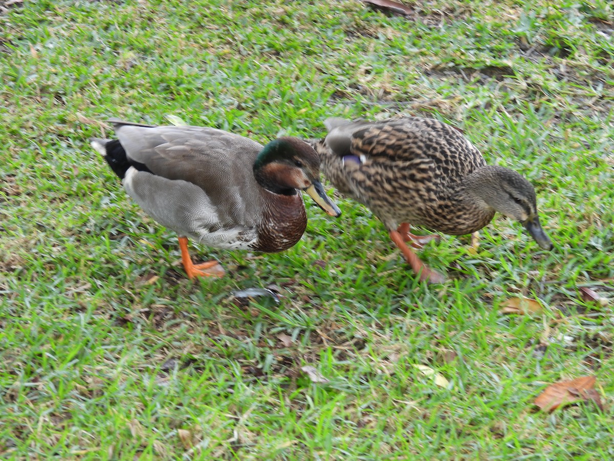 Canapiglia x Germano reale (ibrido) - ML646336768