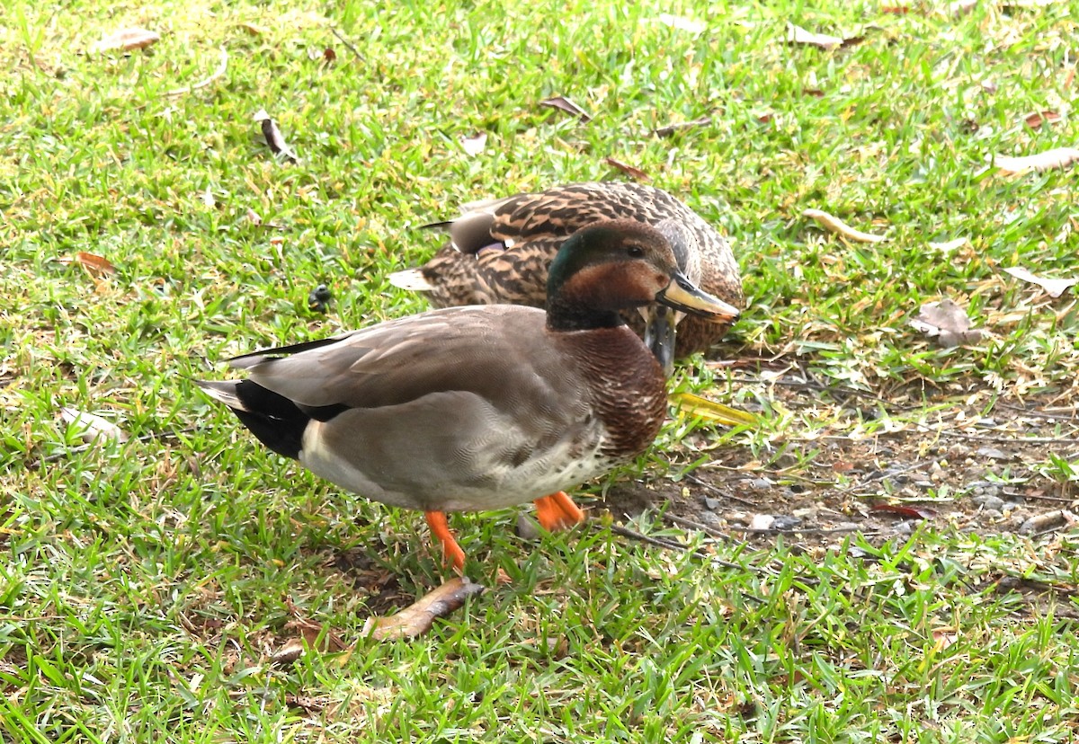 Canapiglia x Germano reale (ibrido) - ML646336769