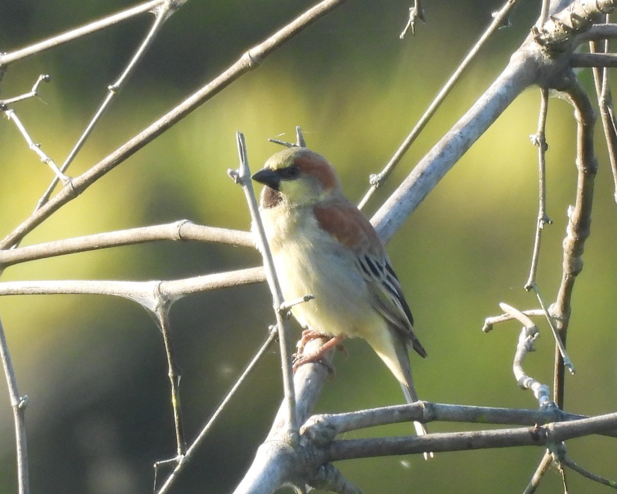 Plain-backed Sparrow - ML646336770