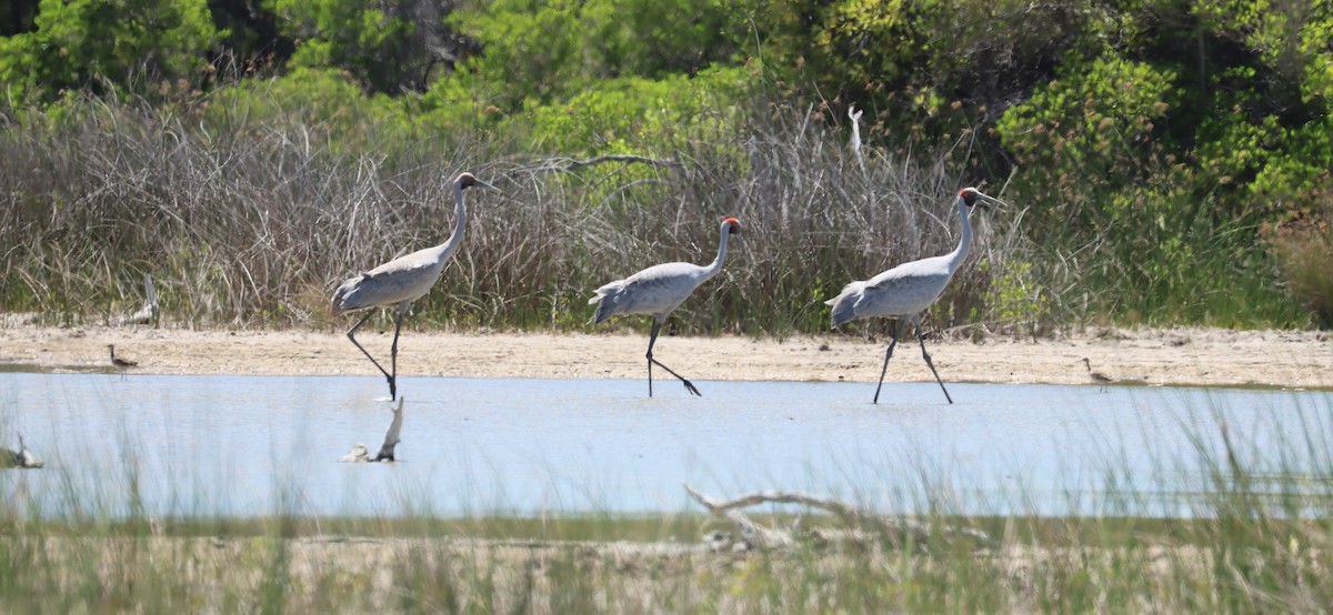 Brolga - ML646336773
