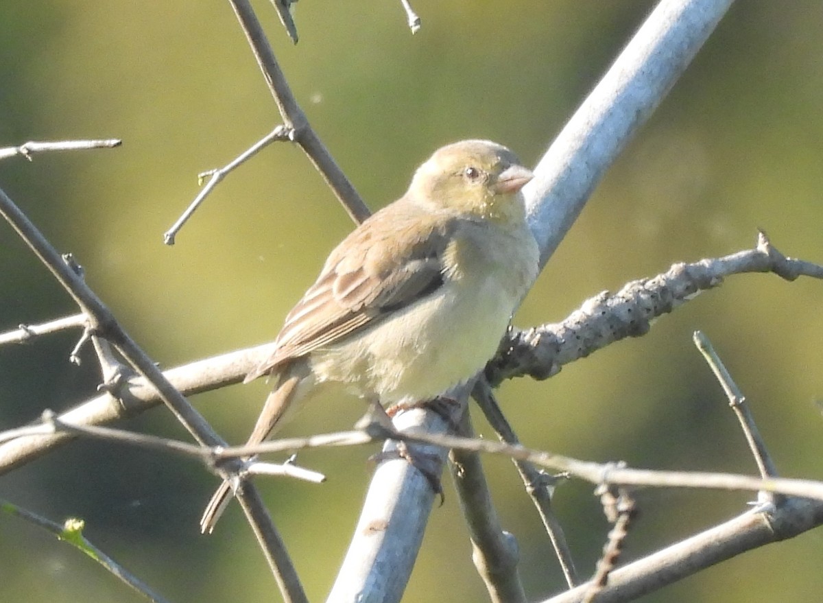 Plain-backed Sparrow - ML646336778