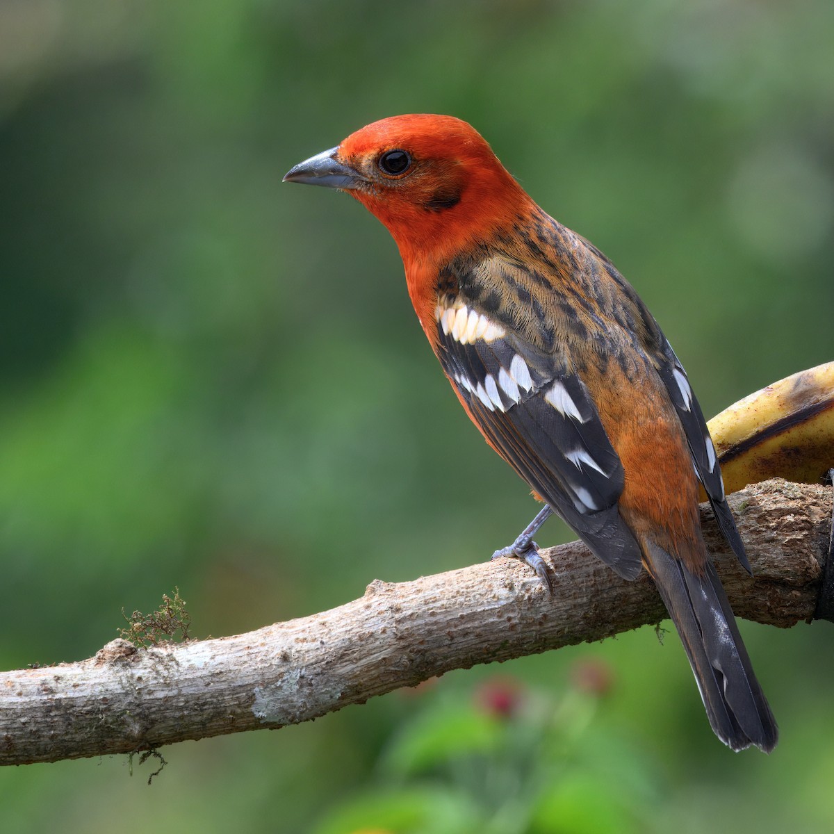 Flame-colored Tanager - ML646336779