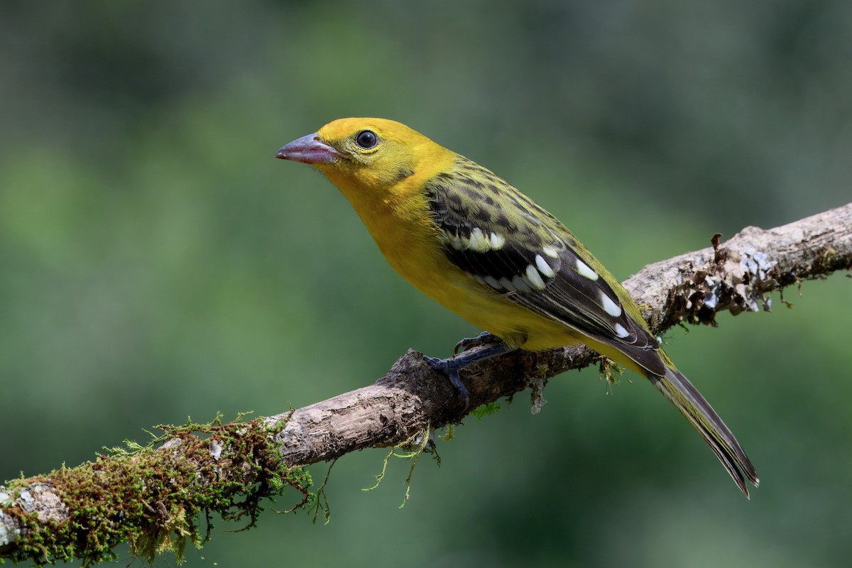 Flame-colored Tanager - ML646336781
