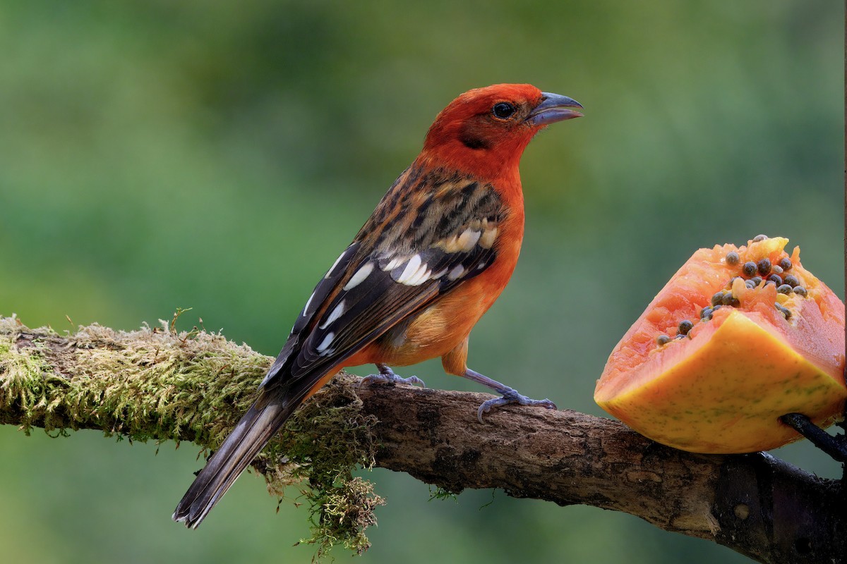 Flame-colored Tanager - ML646336782
