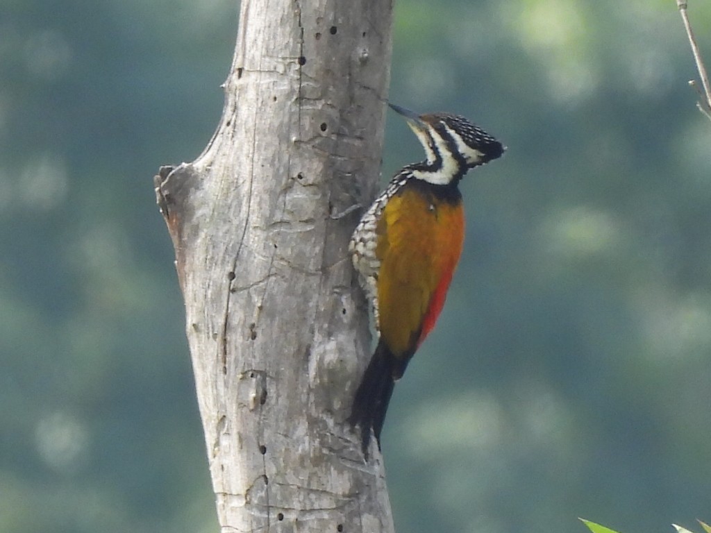 Common Flameback - ML646336788