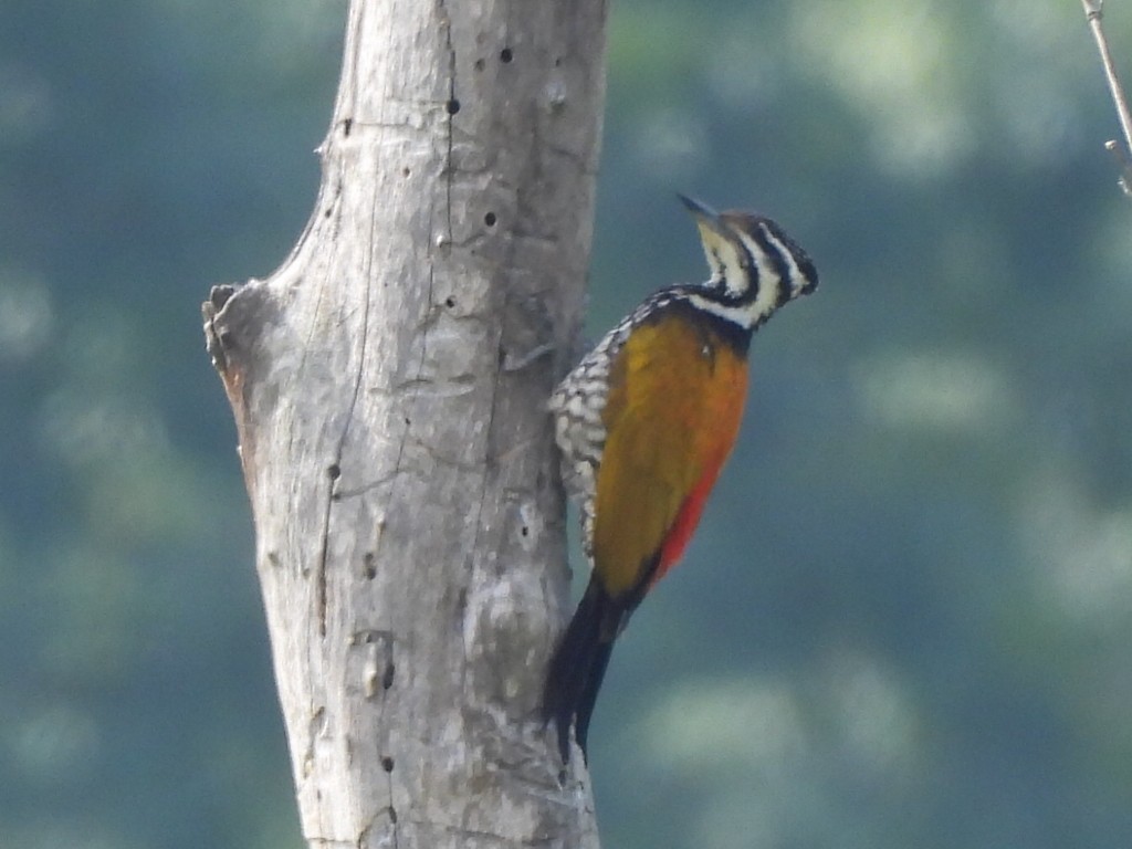 Common Flameback - ML646336793