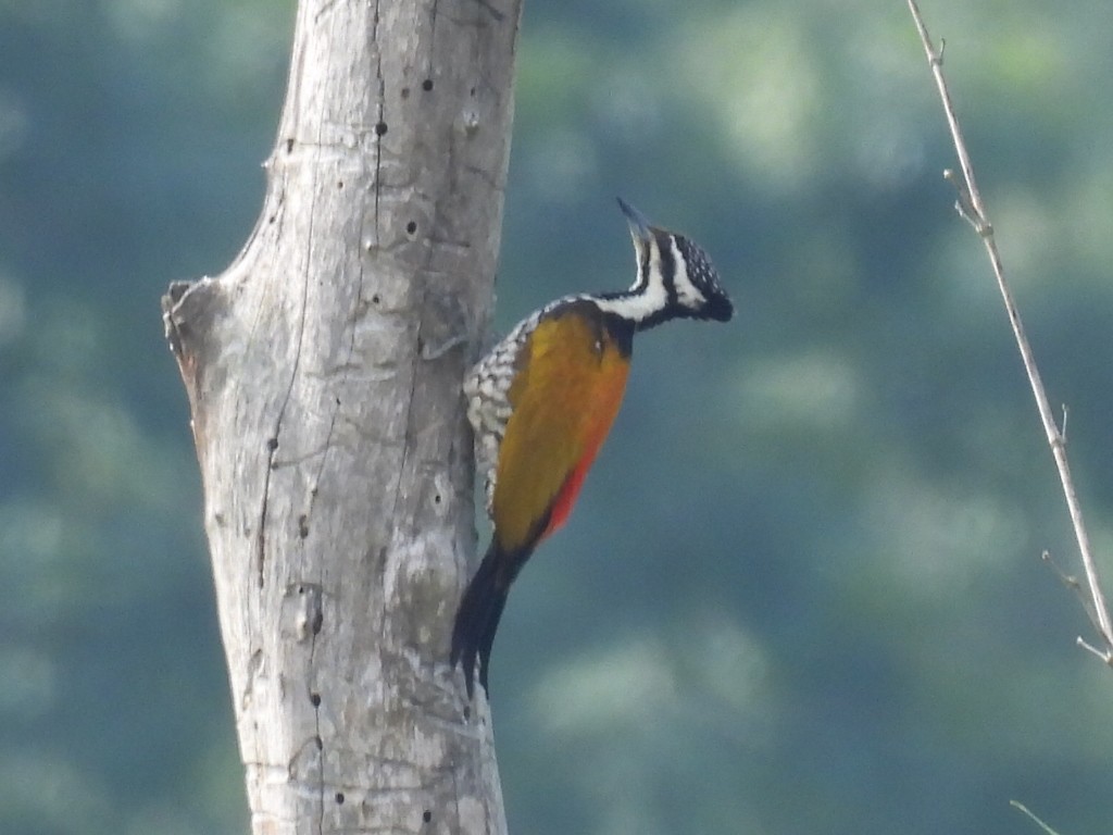 Common Flameback - ML646336794